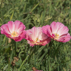 Slaapmutsje 'Thai Silk Appleblossom' - Eenjarige bloemzaden - Willemse