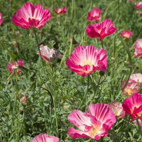 Verkoop Slaapmutsje 'Thai Silk Appleblossom'