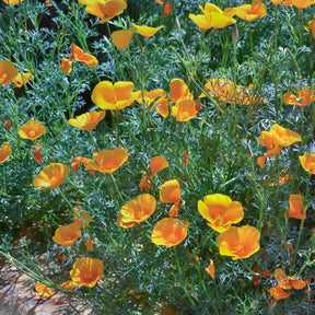 Verkoop Slaapmutsje 'Aurantiaca' - Eschscholzia californica 'Aurantiaca'