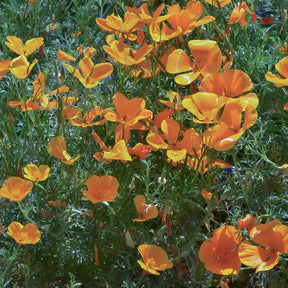 Verkoop Slaapmutsje 'Aurantiaca'