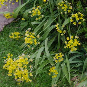 Verkoop Goudlook - Allium moly