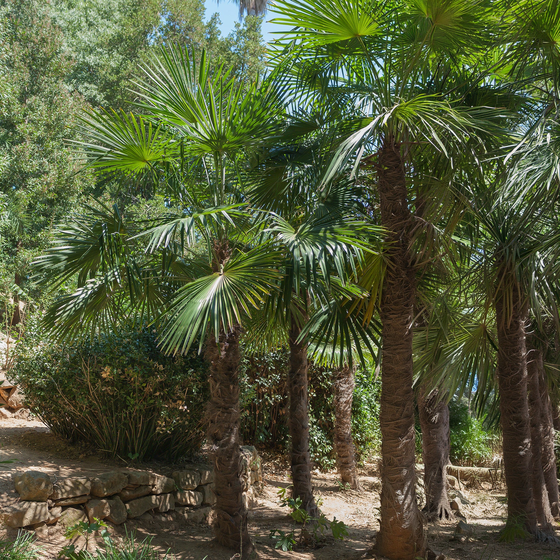 Verkoop Chinese waaierpalm