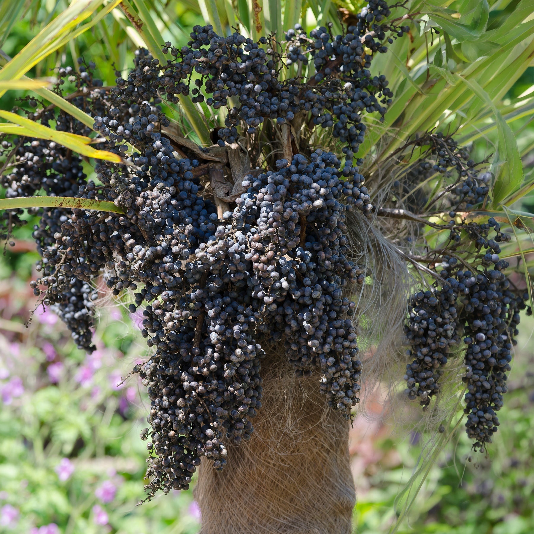 Chinese waaierpalm - Palmen - Willemse