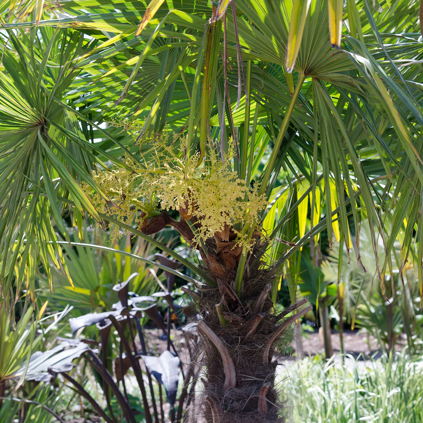 Verkoop Chinese waaierpalm - Palmen