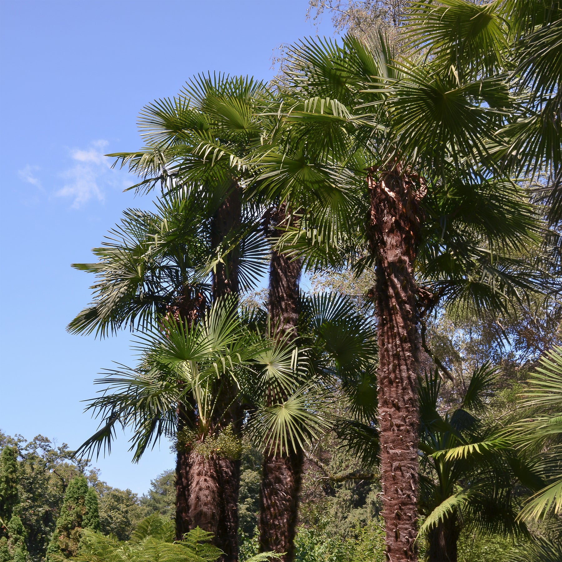 Verkoop Palmen - Chinese waaierpalm