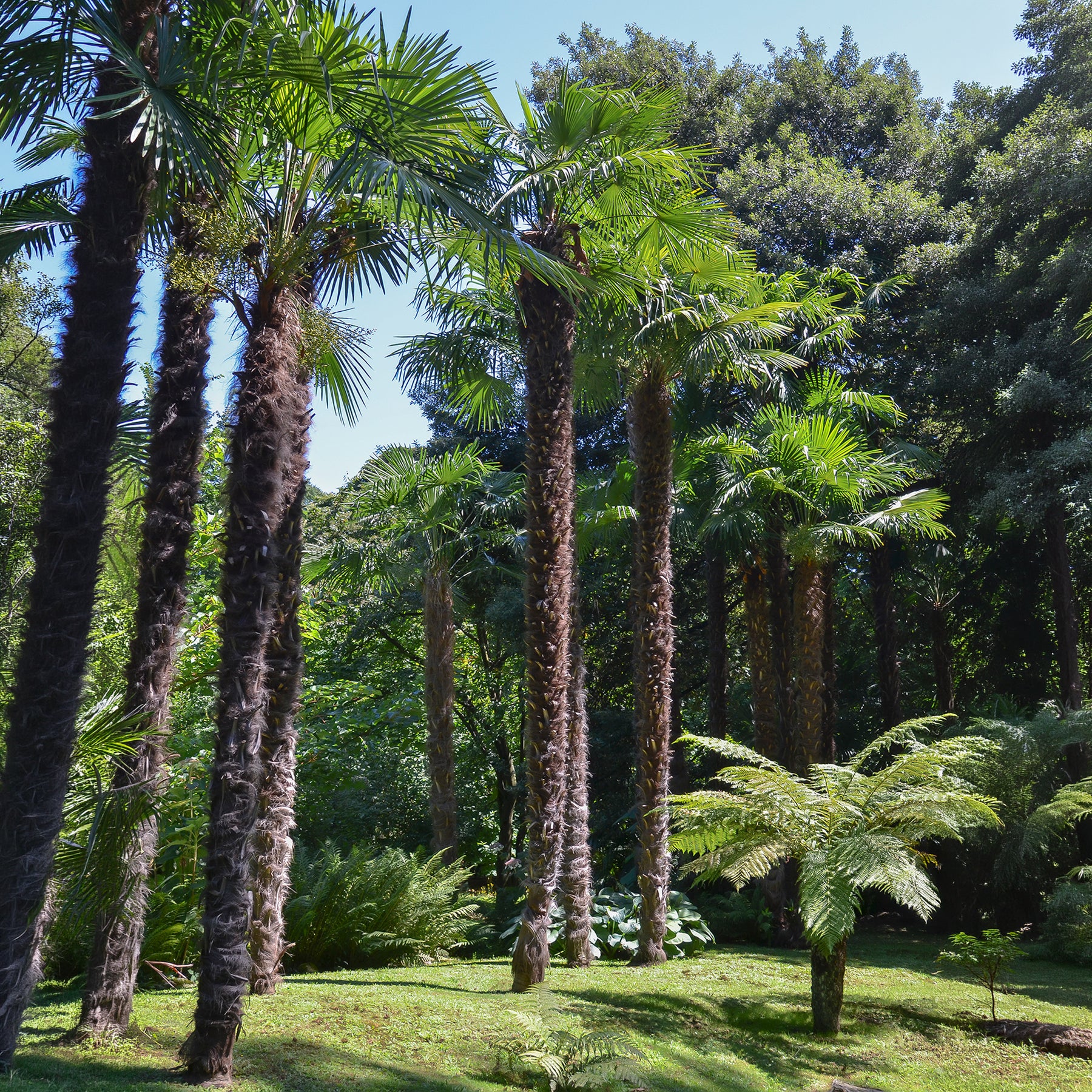 Verkoop Trachycarpus fortunei - Chinese waaierpalm