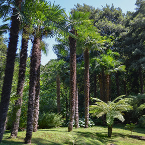 Verkoop Trachycarpus fortunei - Chinese waaierpalm