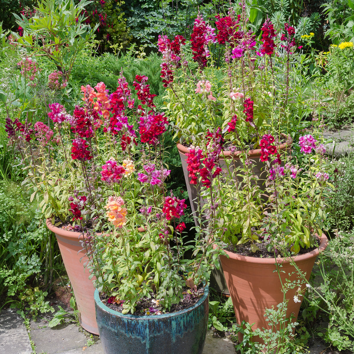 Leeuwenbek Mix 'Majestic' - Antirrhinum majus - Willemse