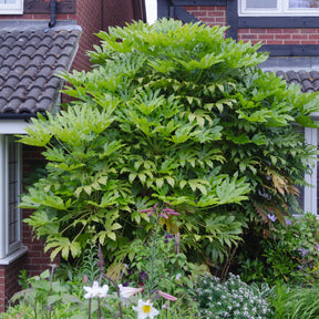 Verkoop Vingerplant