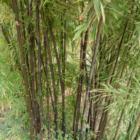 Phyllostachys nigra - Zwarte bamboe Phyllostachys - Bamboe