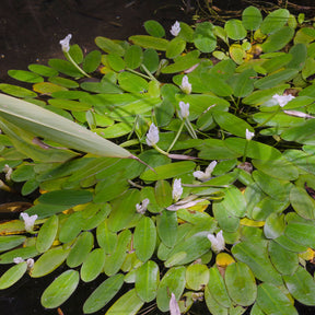 Alle vijverplanten - Water vanille - Aponogeton distachyos