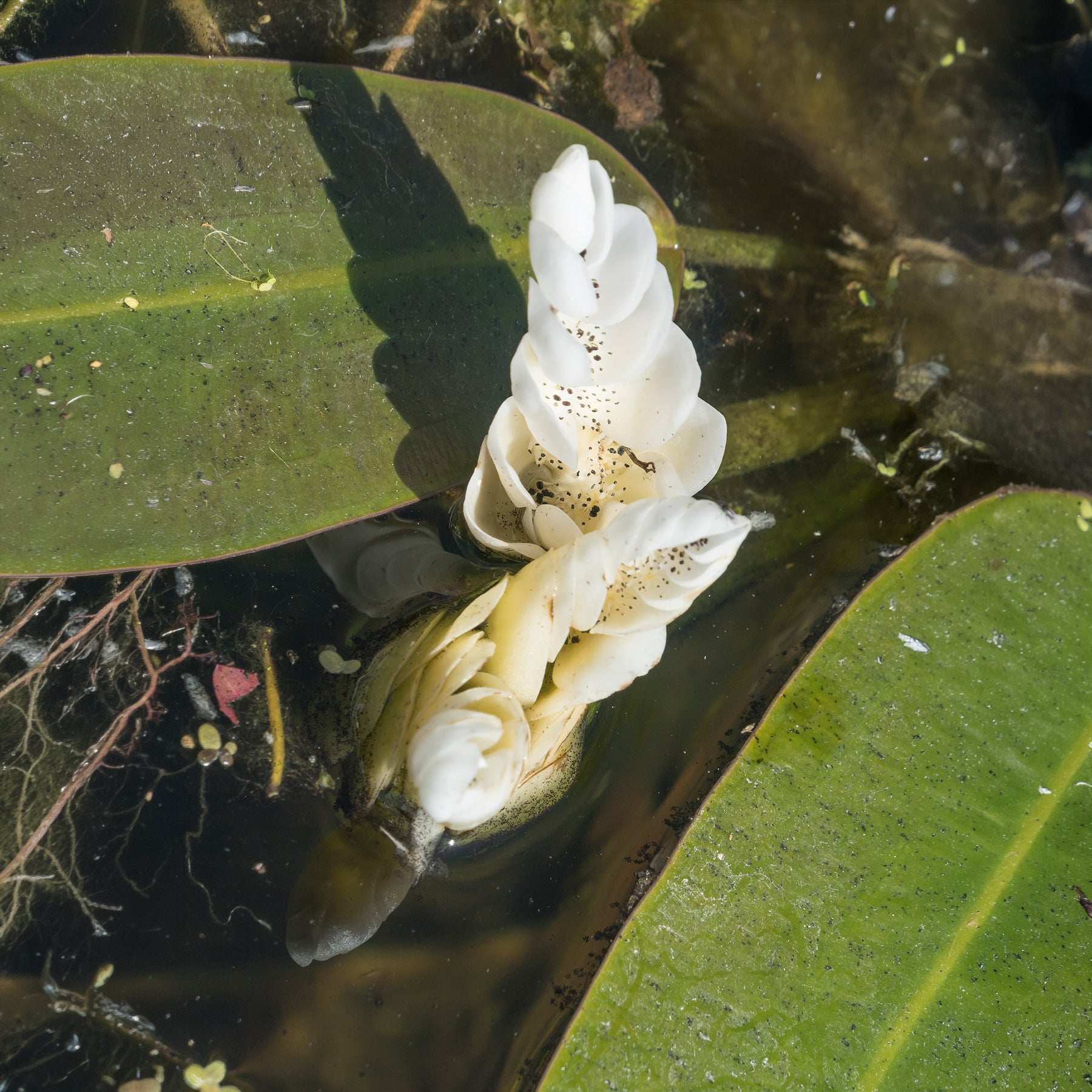 Verkoop Water vanille - Aponogeton distachyos