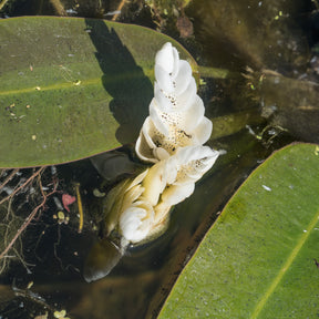 Verkoop Water vanille - Aponogeton distachyos