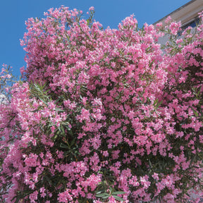 Oleander - Roze Laurier - Willemse