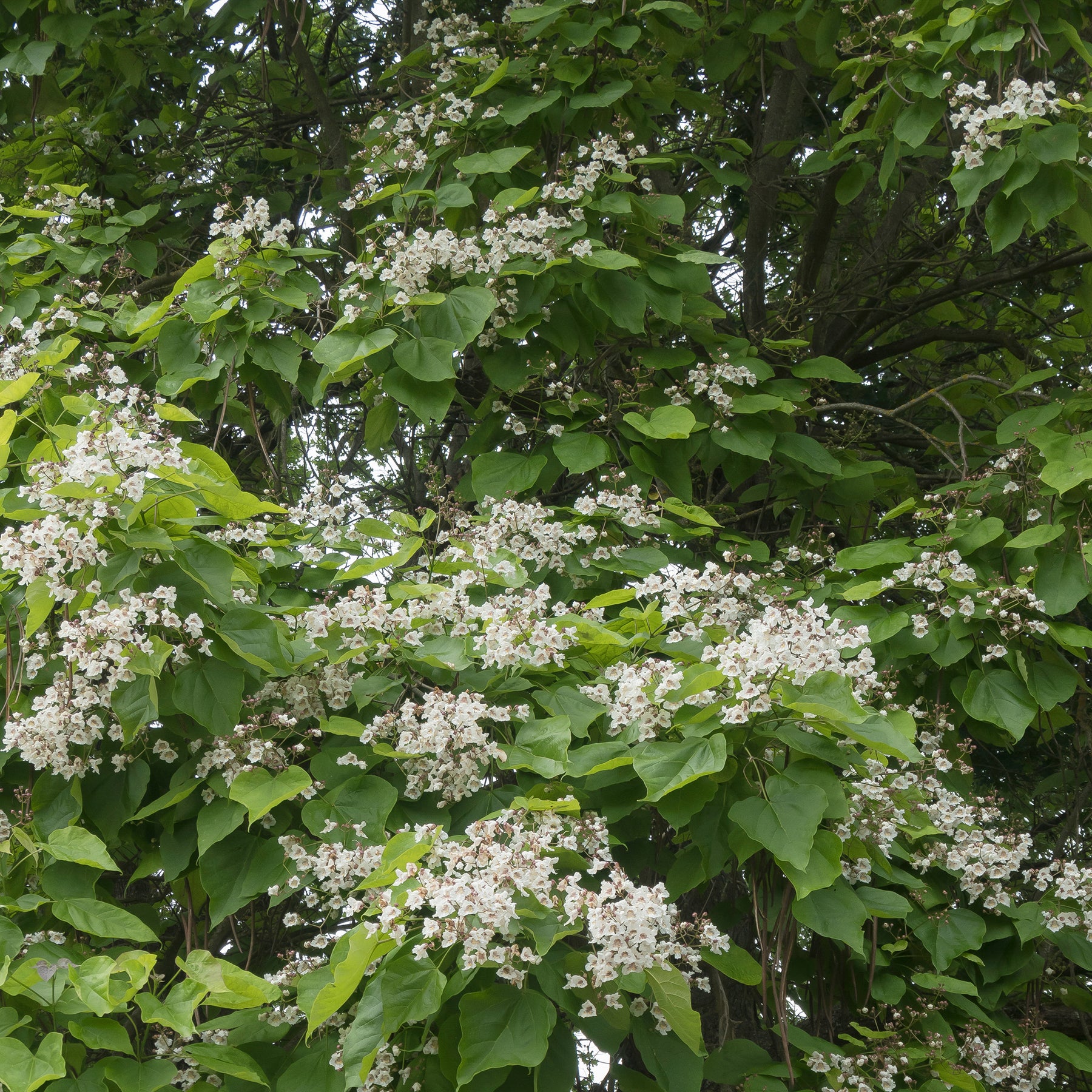 Catalpa - Willemse