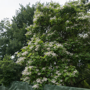 Verkoop Catalpa