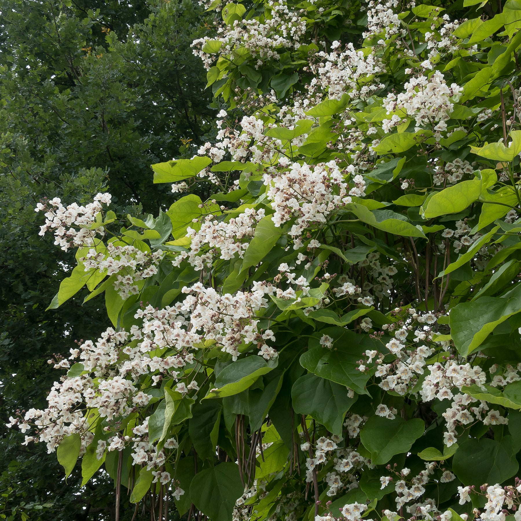 Catalpa - Trompetboom - Catalpa - Willemse