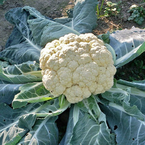 Bloemkool 'Wonder der 4 Jaargetijden' - Brassica oleracea botrytis merveille de toutes saisons - Moestuin
