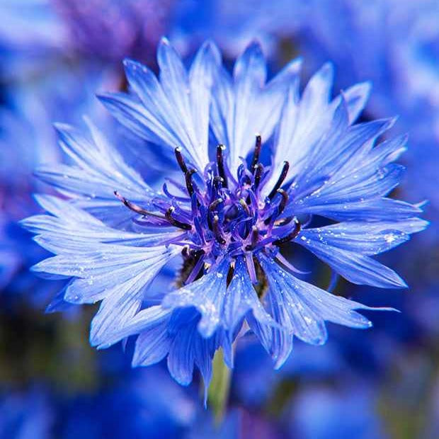 Centaurea cyanus Blue Boy - Korenbloem 'Blue Boy' - Bloemzaden voor perken en borders