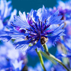 Bloemzaden voor perken en borders - Korenbloem 'Blue Boy' - Centaurea cyanus Blue Boy