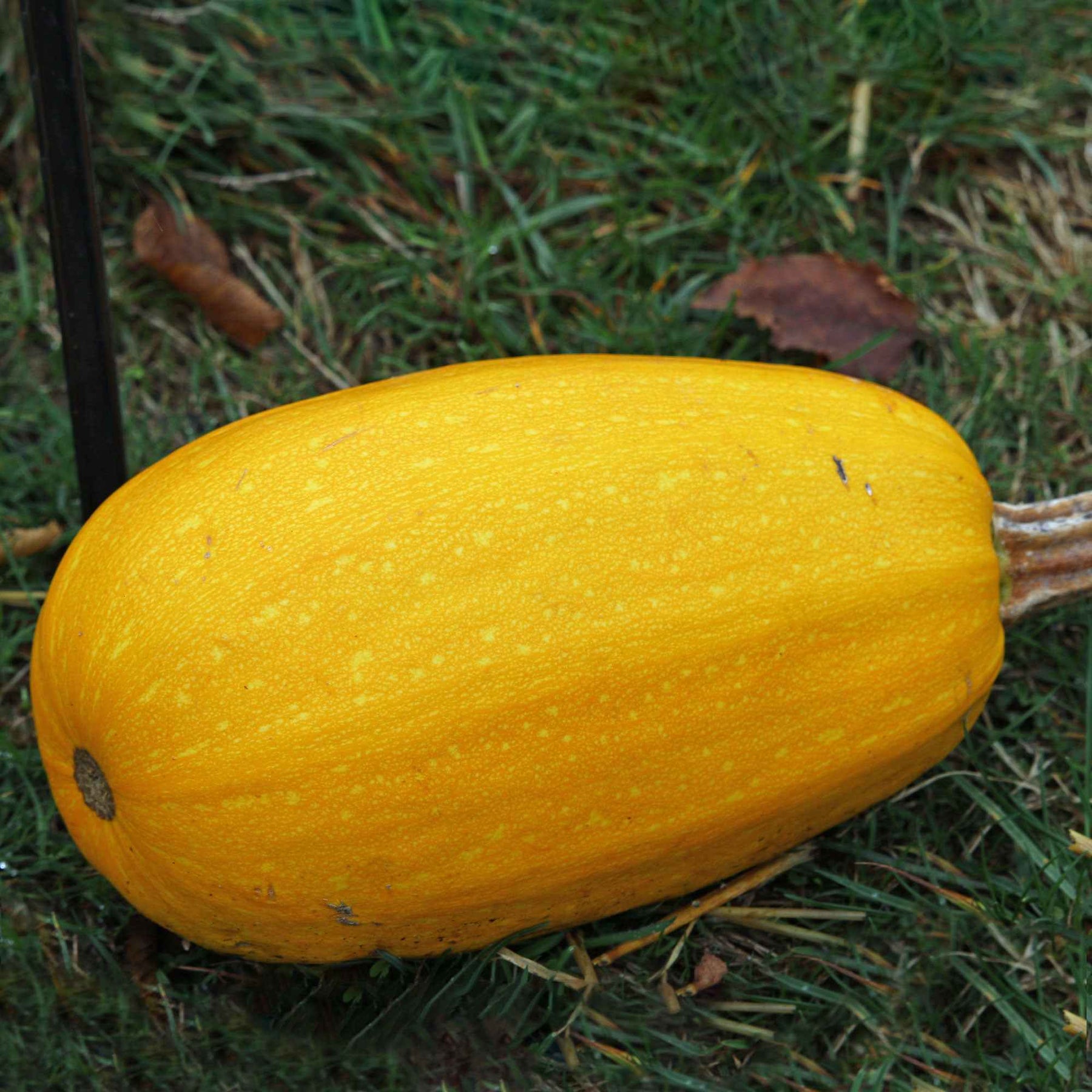 Pompoen 'Vegetable Spaghetti' - Cucurbita pepo spaghetti végétal - Willemse