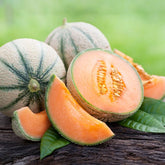 Cantaloupe meloen - Cucumis melo cantaloup charentais - Moestuin