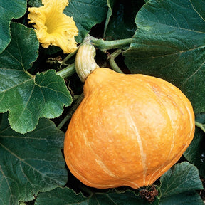 Pompoenzaden - Reuzenpompoen 'Potimarron' - Cucurbita maxima Potimarron