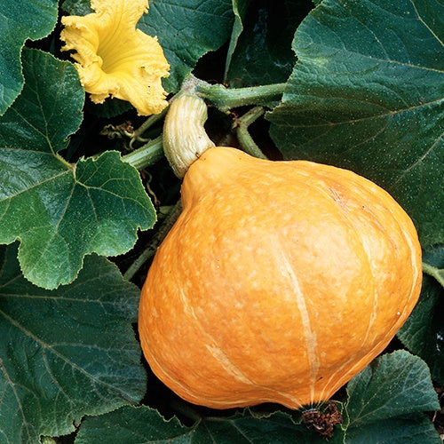 Pompoenzaden - Reuzenpompoen 'Potimarron' - Cucurbita maxima Potimarron
