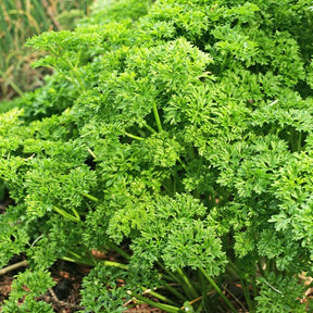 Aromatische Collectie #1