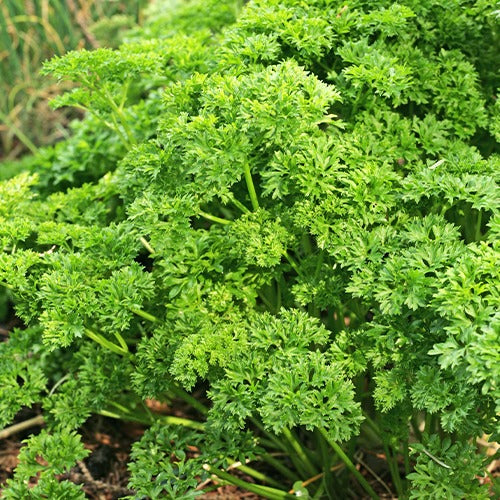 Aromatische Collectie #1