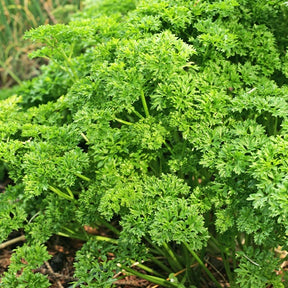 Krulpeterselie donkergroen - Petroselinum crispum frisé vert foncé - Willemse