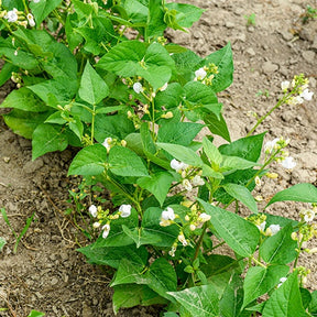 Sperzieboon 'Braemar' - Phaseolus vulgaris braimar - Willemse