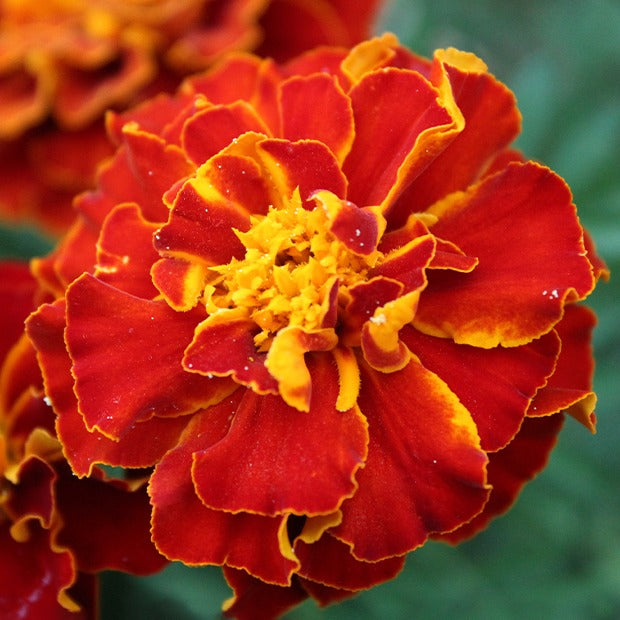 Afrikaantje 'Rusty Red' - Tagetes patula rusty red - Willemse