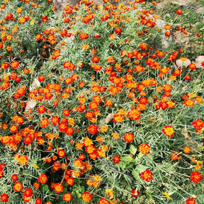 Eenjarige bloemzaden - Afrikaantje 'Rusty Red' - Tagetes patula rusty red