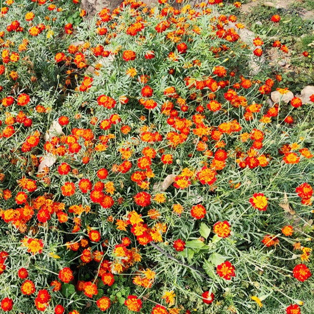 Eenjarige bloemzaden - Afrikaantje 'Rusty Red' - Tagetes patula rusty red
