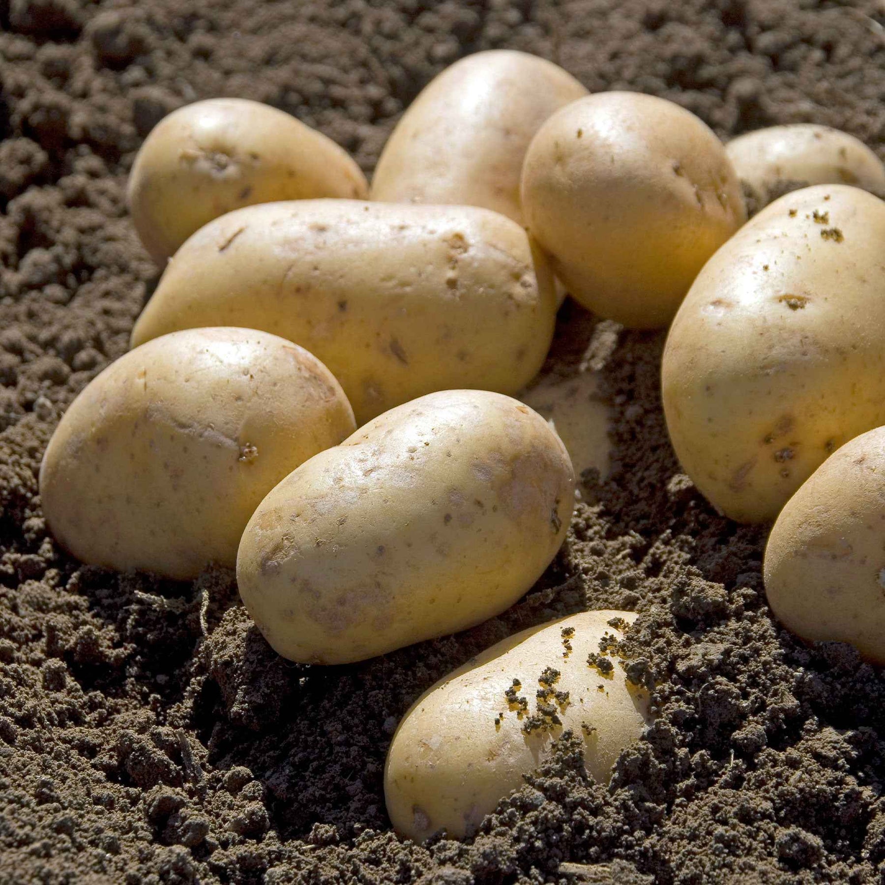 Aardappel 'Charlotte' - Solanum tuberosum charlotte - Groente