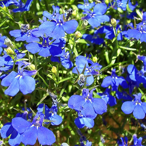 Lobelia 'Erinus' (x3) - Willemse