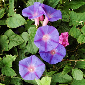 Klimmende winde 'Grandiflora' - Ipomoea grandiflora - Willemse