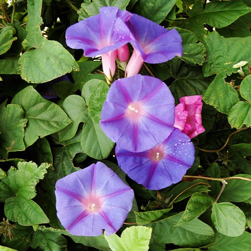 Klimmende winde 'Grandiflora' - Ipomoea grandiflora - Willemse