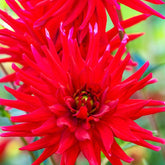Dahlia 'Red Pigmy' (x3) - Willemse
