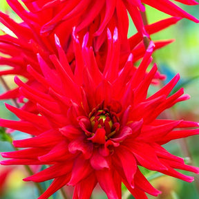 Dahlia 'Red Pigmy' (x3) - Willemse