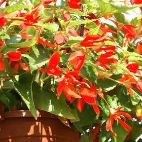 Knolbegonia 'Tanaïs (x2) - Begonia bertinii tanaïs