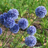 Allium Caeruleum (x20) - Allium azureum - Willemse