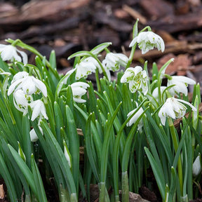 Sneeuwklokje 'Flore Pleno' (x10) - Willemse