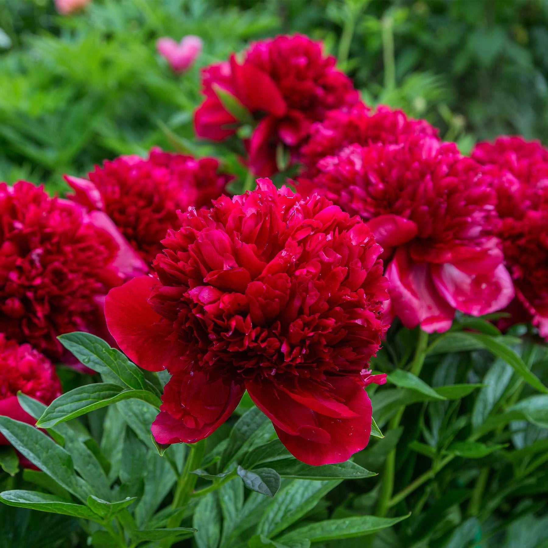 Paeonia lactiflora x Sorbet, Immaculée, Red Charm - Pioenroos 'Red Charm' + 'Immaculate' + 'Sorbet' mix (x3) - Pioenrozen
