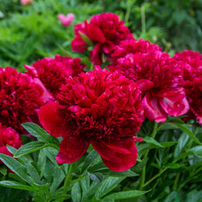 Paeonia lactiflora x Sorbet, Immaculée, Red Charm - Pioenroos 'Red Charm' + 'Immaculate' + 'Sorbet' mix (x3) - Pioenrozen