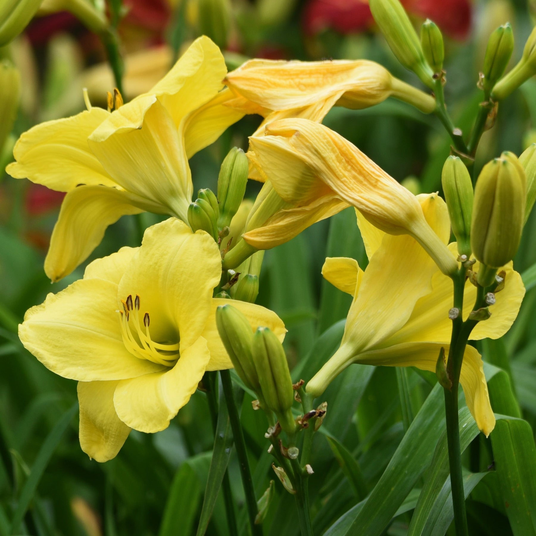 Daglelie 'Fragrant Returns' (x3) - Hemerocallis fragrant returns - Willemse