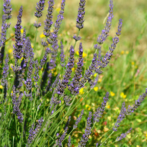 Lavendel 'Grosso' - Lavandula angustifolia Grosso - Willemse