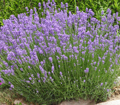 Planten voor mediterraan klimaat