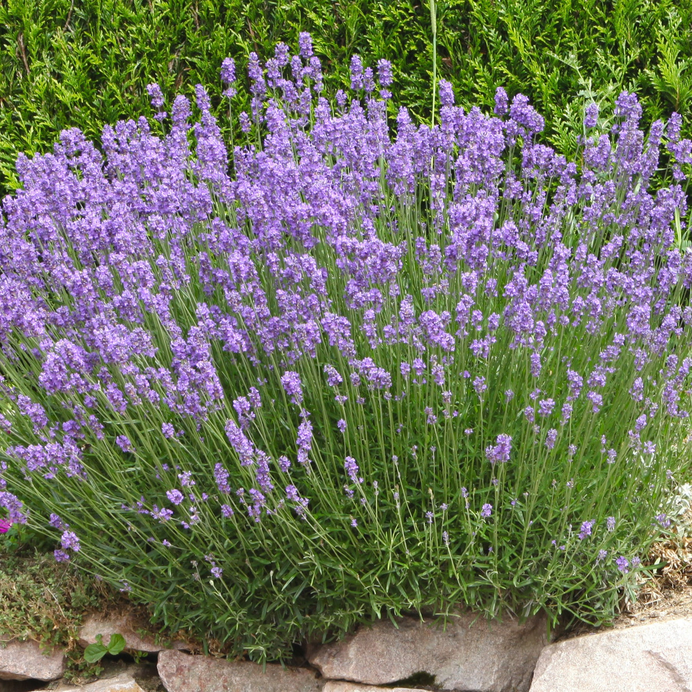 Lavendel 'Grosso' - Lavandula angustifolia Grosso - Willemse